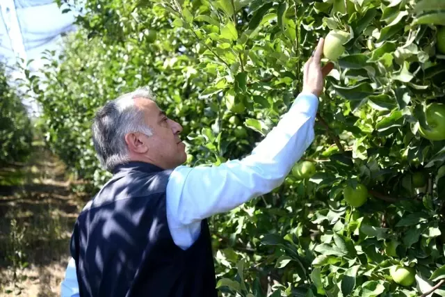 Kayseri'de elma hasadı başladı