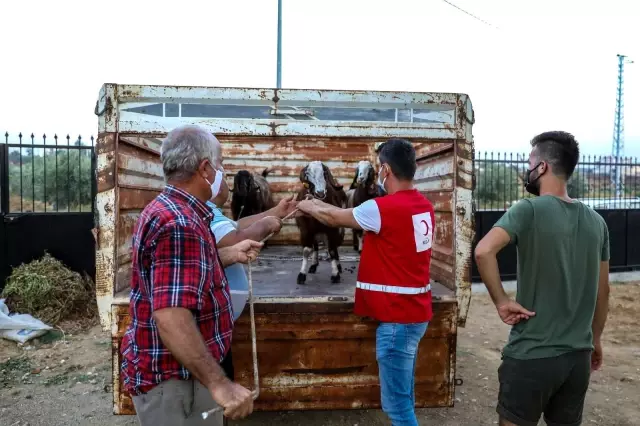Türk Kızılaydan Manavgat'taki yangından zarar gören ailelere küçükbaş hayvan yardımı