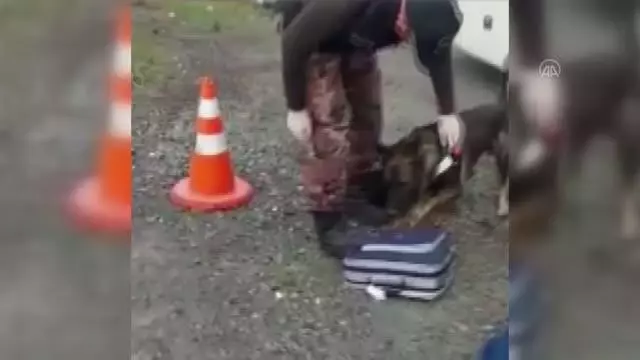 Otobüsle seyahat eden yolcunun bavulunda uyuşturucu ele geçirildi