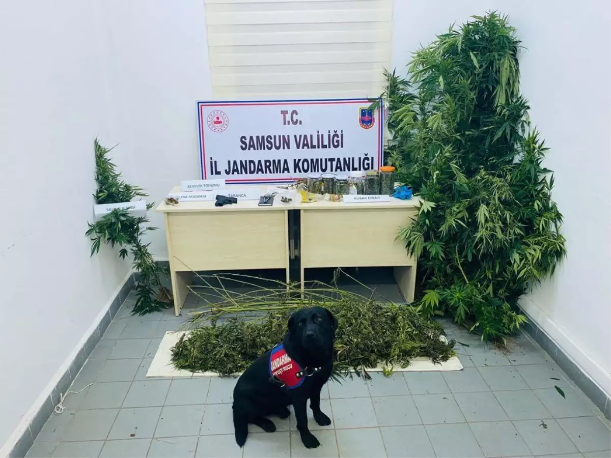 Samsun'da 14 kilo 590 gram esrar ele geçirildi