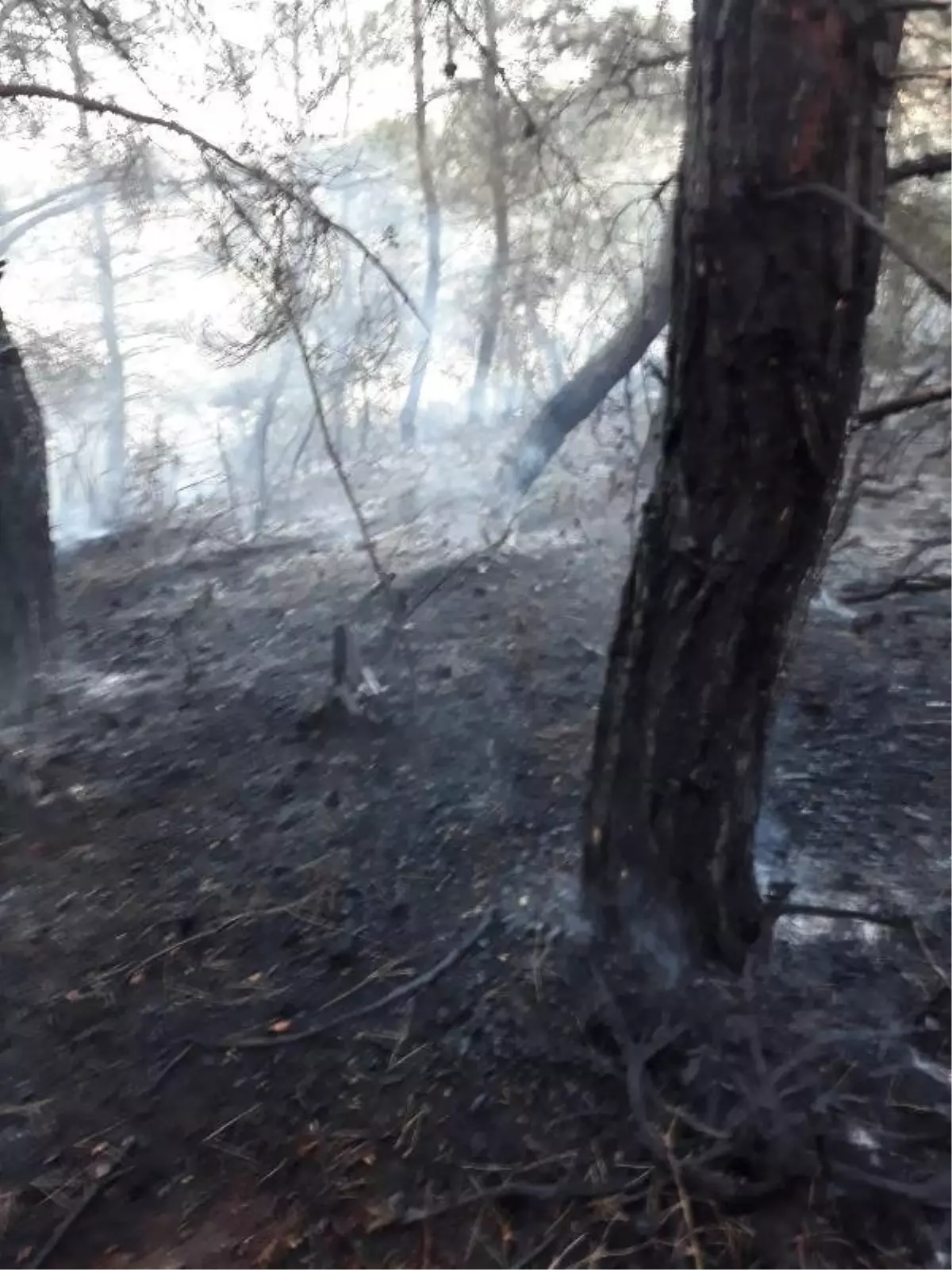 Tekirdağ'da orman yangını