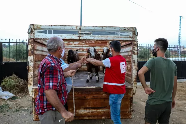 Türk Kızılaydan Manavgat'taki yangından zarar gören ailelere küçükbaş hayvan yardımı