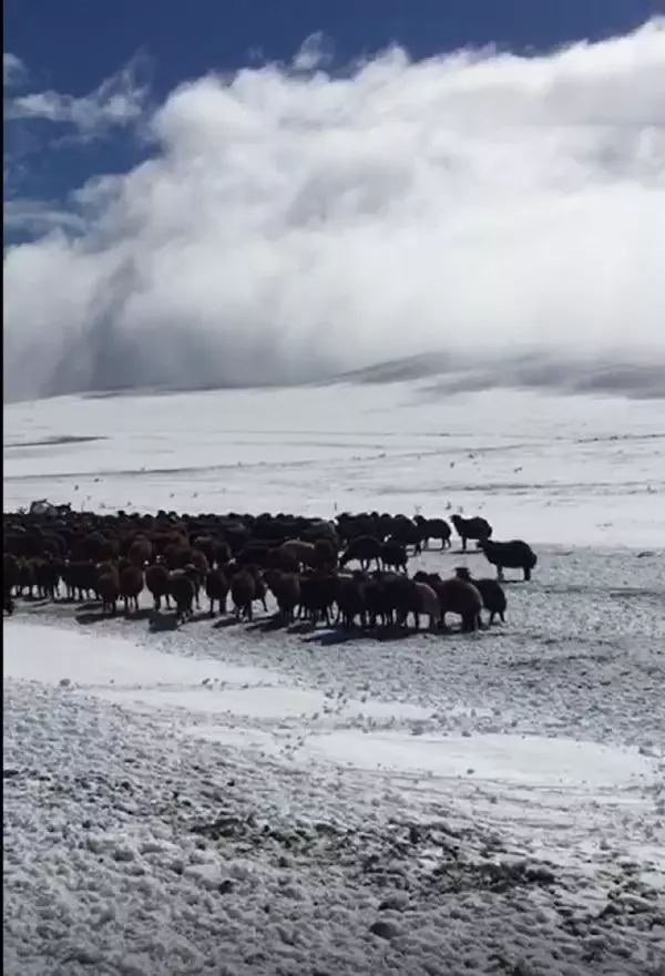 Ardahan'da kar nedeniyle yaylada mahsur kalan çobanlar ve sürüler kurtarıldı