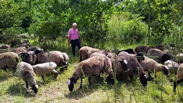 Çiftliğindeki 100 koyun oldu 800