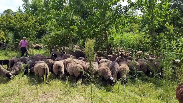 Çiftliğindeki 100 koyun oldu 800