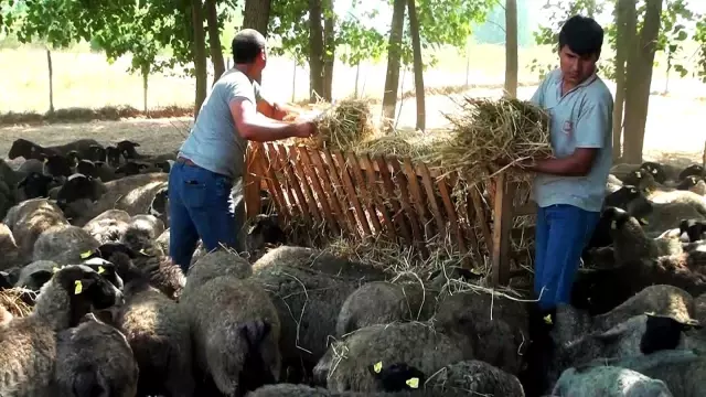 Çiftliğindeki 100 koyun oldu 800