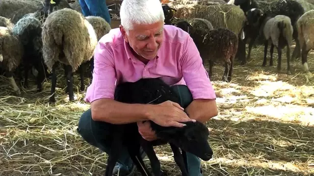 Çiftliğindeki 100 koyun oldu 800
