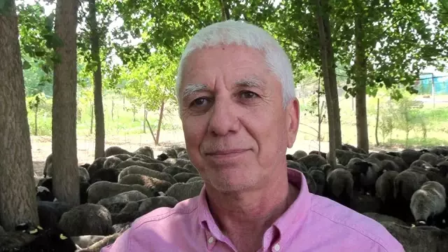 Çiftliğindeki 100 koyun oldu 800