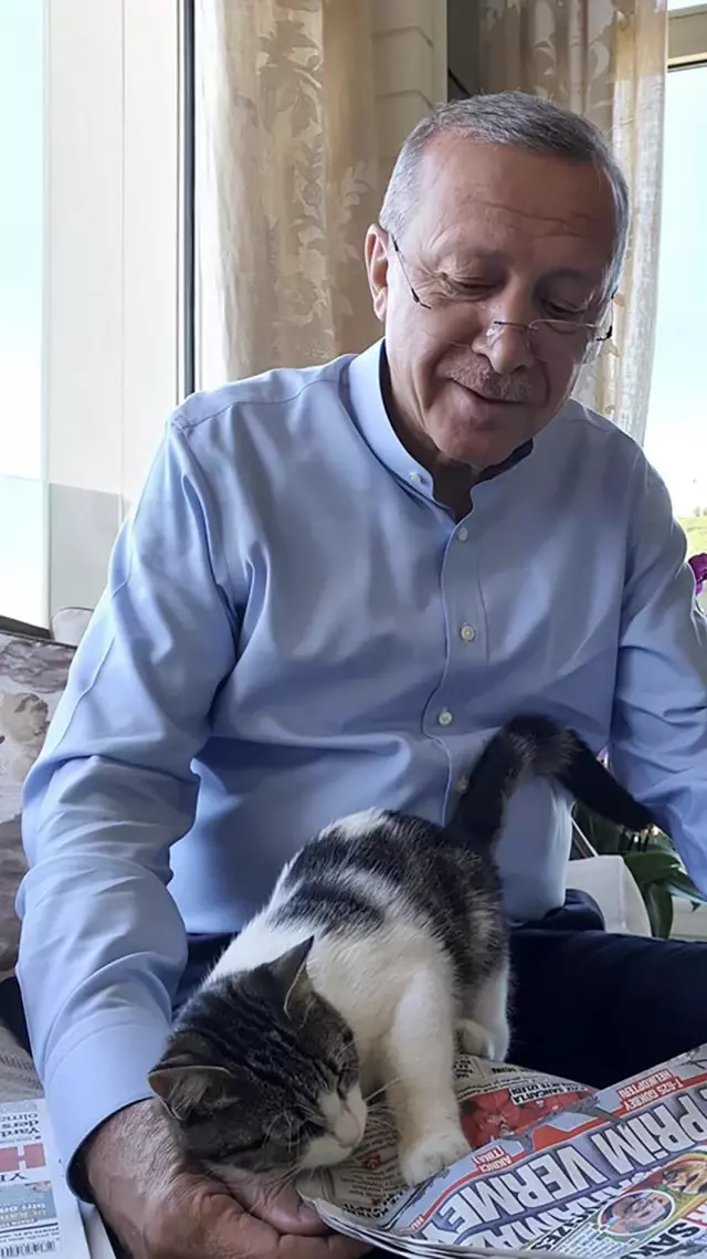 Cumhurbaşkanı Erdoğan'ın torununun kedisiyle fotoğrafını paylaştı