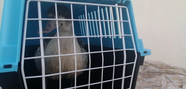 AKÜREM'de tedavisi tamamlanan yaban hayvanları Ormanya'ya gönderildi