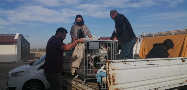 AKÜREM'de tedavisi tamamlanan yaban hayvanları Ormanya'ya gönderildi