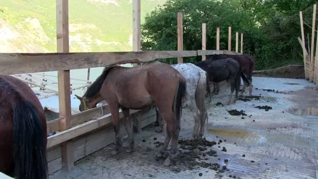Son dakika haber: Ölüme terk edilen atlara barınak bulunamayınca genç turizmci tesisini açtı