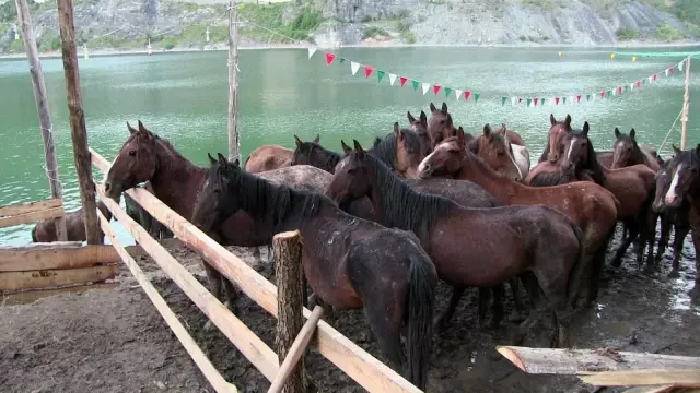 Son dakika haber: Ölüme terk edilen atlara barınak bulunamayınca genç turizmci tesisini açtı