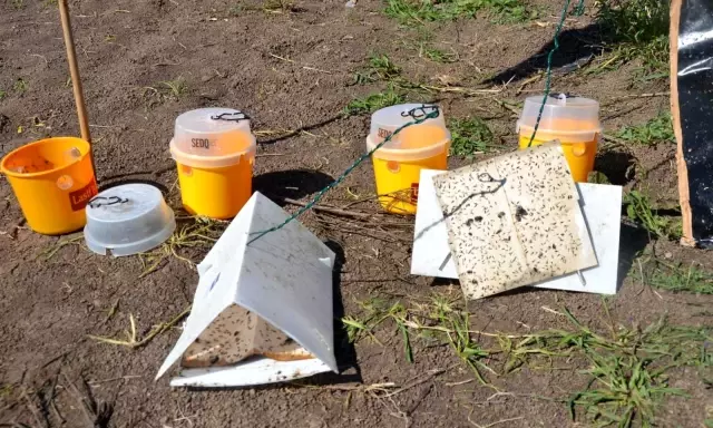 Bafra'da tarla okulu çalışması