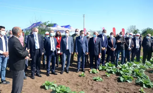 Bafra'da tarla okulu çalışması