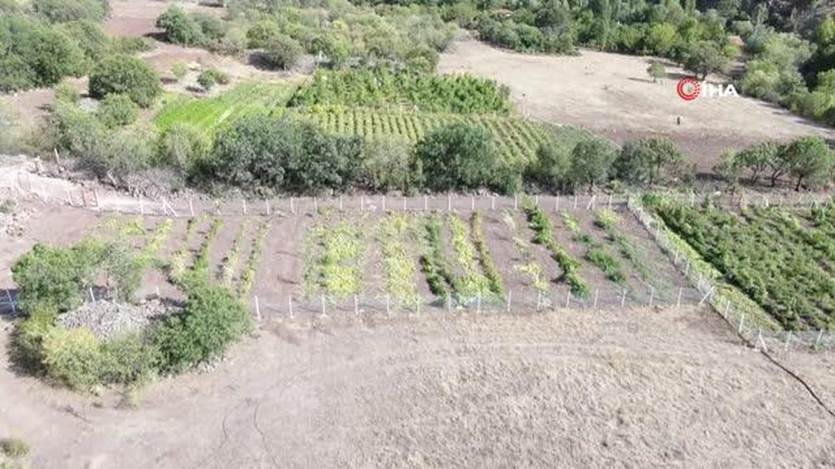 Başkent'in yanı başında yetişen Çin Hurması: 'Hünnap'
