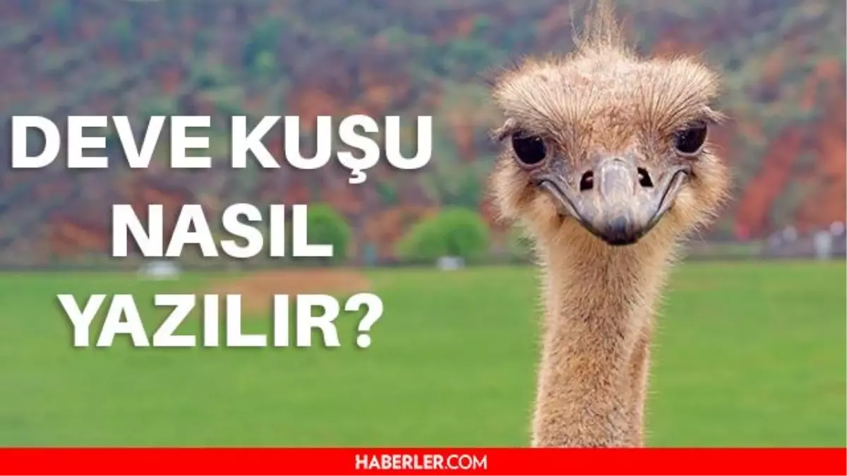 Deve Kuşu nasıl yazılır? Devekuşu mu, Deve kuşu mu?