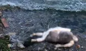 El ve ayakları bağlı işkence yapılmış cesetle ilgili yeni detaylar ortaya çıktı! Çuvala koyup deniz atmışlar