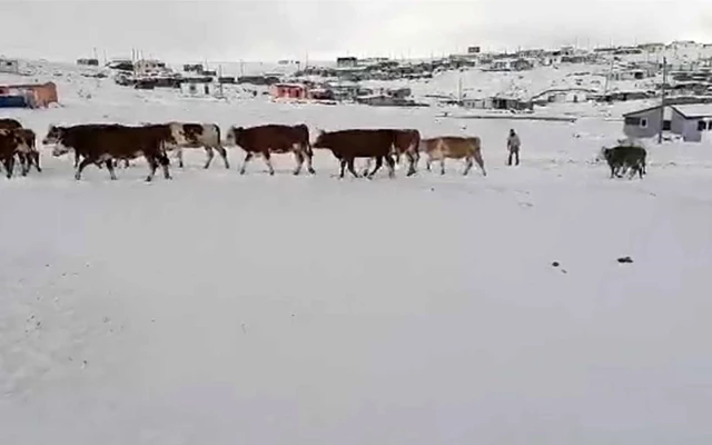 Kar etkili oldu: Yaylacıların dönüş hazırlıkları erken başladı