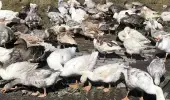 Kış sofralarının vazgeçilmezi! Kars'ta kaz fiyatları 300 liraya kadar çıkınca vatandaş üretime başladı