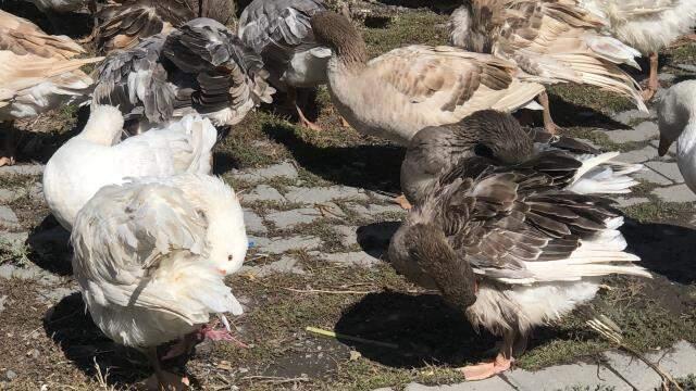 Kış sofralarının vazgeçilmezi! Kars'ta kaz fiyatları 300 liraya kadar çıkınca vatandaş alternatife yöneldi