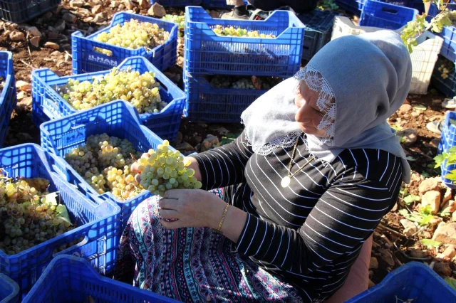 Mardin'de üzüm hasadı başladı
