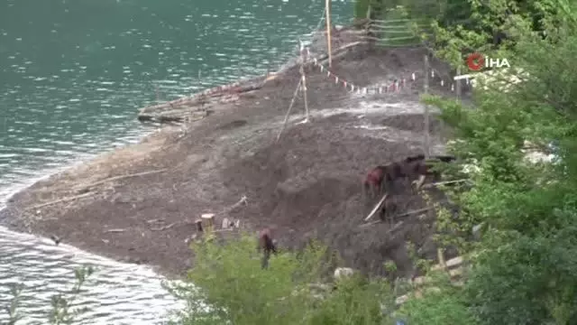 Son dakika haber: Ölüme terk edilen atlara barınak bulunamayınca genç turizmci tesisini açtı