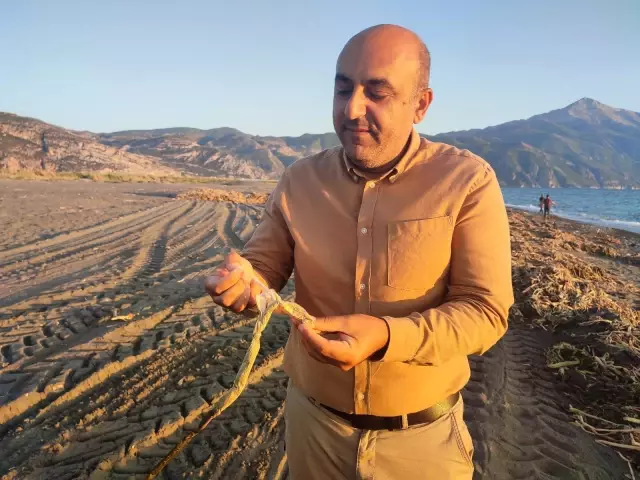 Samandağ sahilini istilacı su sümbülleri kapladı