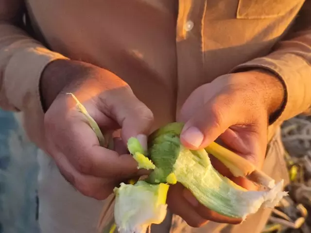 Samandağ sahilini istilacı su sümbülleri kapladı