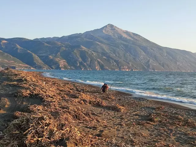 Samandağ sahilini istilacı su sümbülleri kapladı