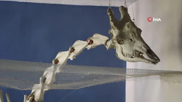 50 çeşit hayvanın anatomik yapısının bulunduğu müzede, Türkiye'de birinci olan zürafa iskeleti yer alıyor
