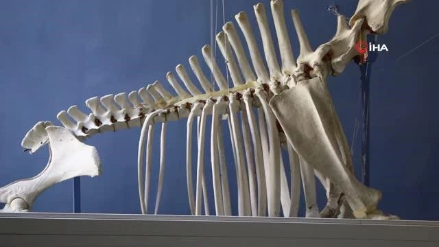50 çeşit hayvanın anatomik yapısının bulunduğu müzede, Türkiye'de birinci olan zürafa iskeleti yer alıyor