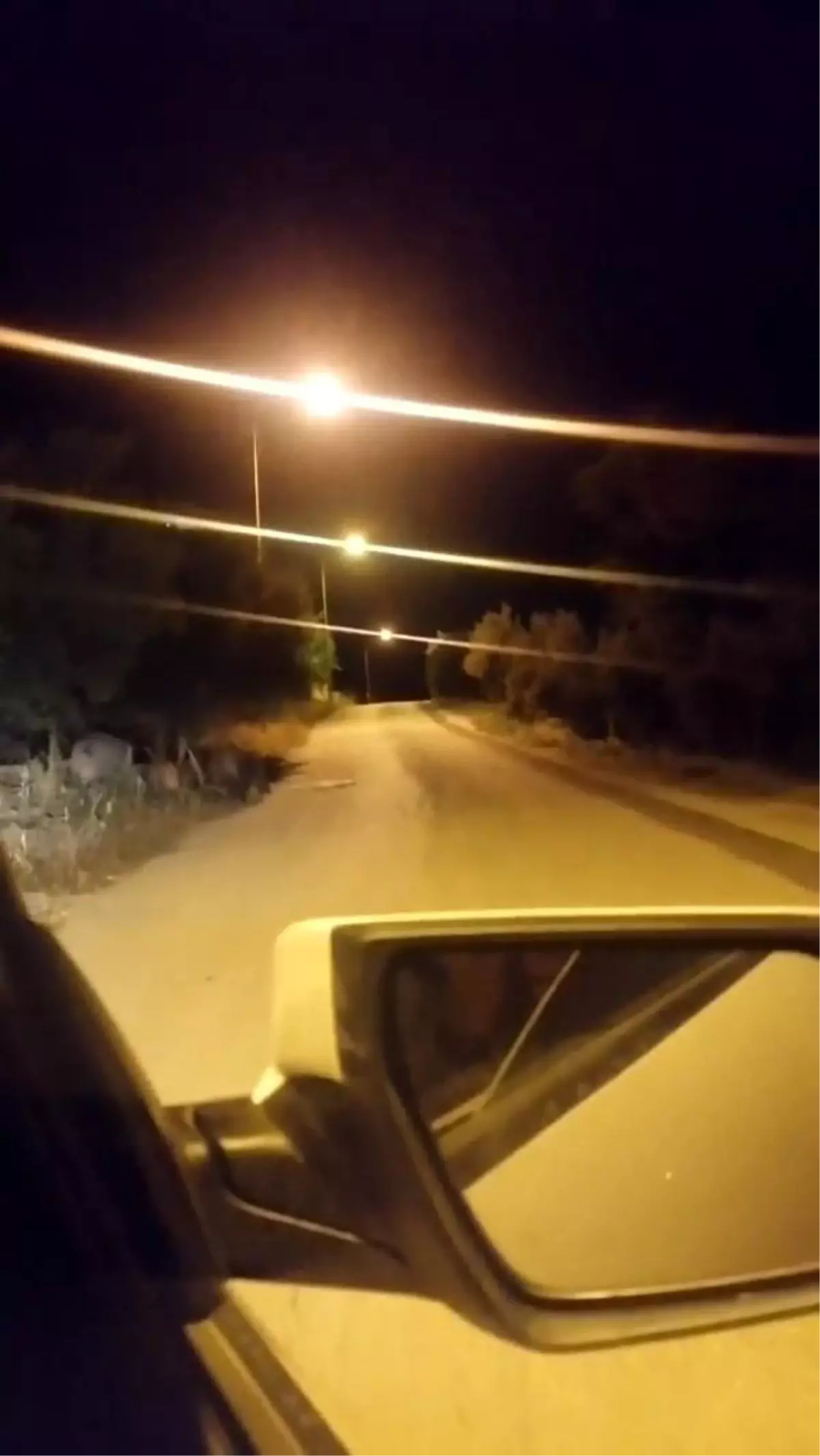 Bursa'da aç kalan domuz sürüsü şehre inip yemek aradı