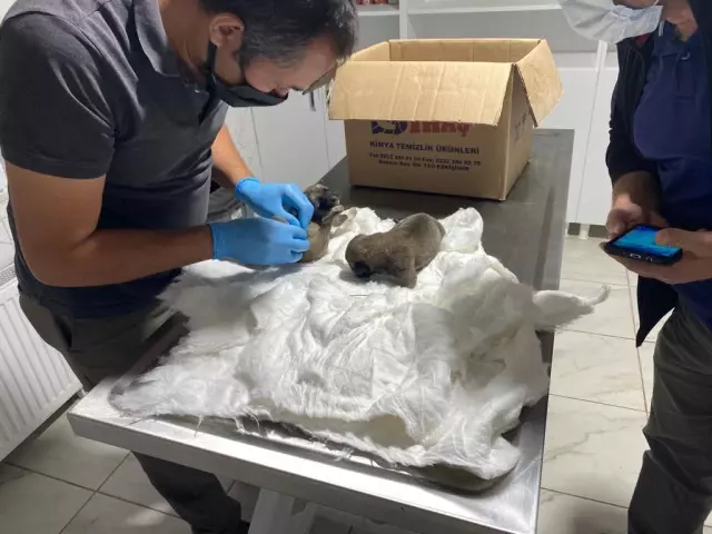 Eskişehir'de çuval içinde bulunan köpek yavruları barınağa götürüldü
