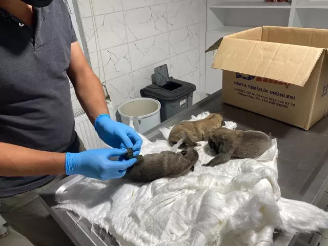 Eskişehir'de çuval içinde bulunan köpek yavruları barınağa götürüldü