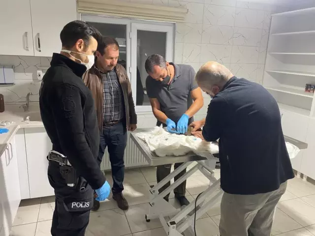 Eskişehir'de çuval içinde bulunan köpek yavruları barınağa götürüldü
