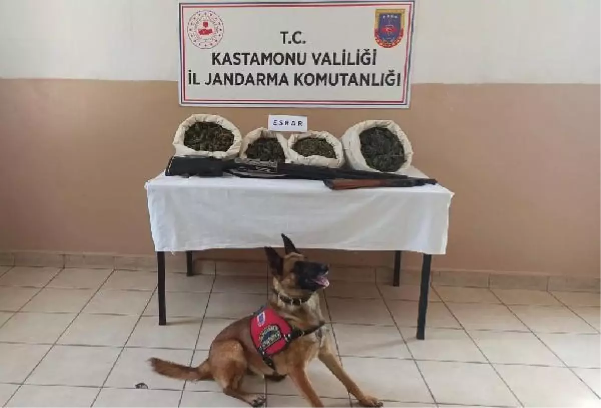 Evinde uyuşturucu yetiştiren zehir taciri tutuklandı