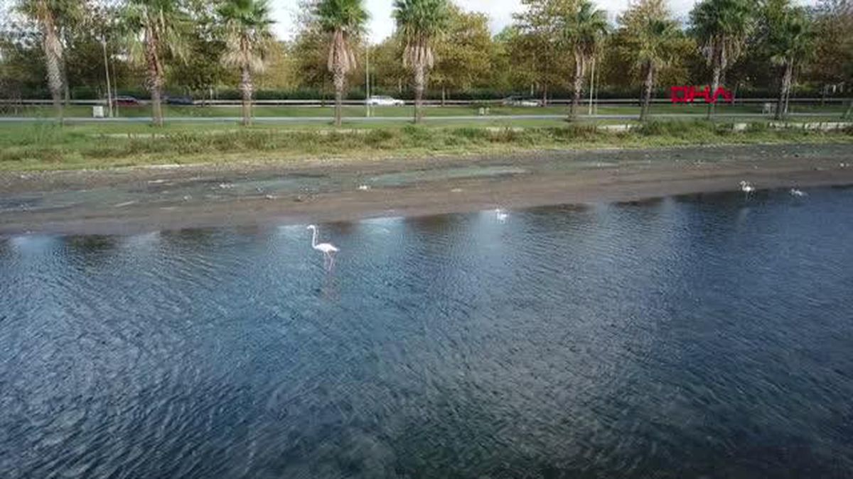 flamingo surusu izmit korfezi ni renklendirdi 14424985 amp