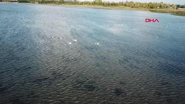 flamingo surusu izmit korfezi ni renklendirdi 2 14424985 o