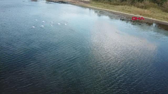 flamingo surusu izmit korfezi ni renklendirdi 4 14424985 o
