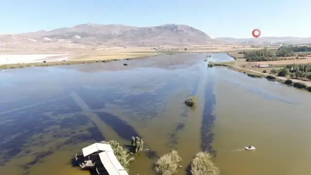 Suyun rengi sarıya döndü, onlarca balık öldü