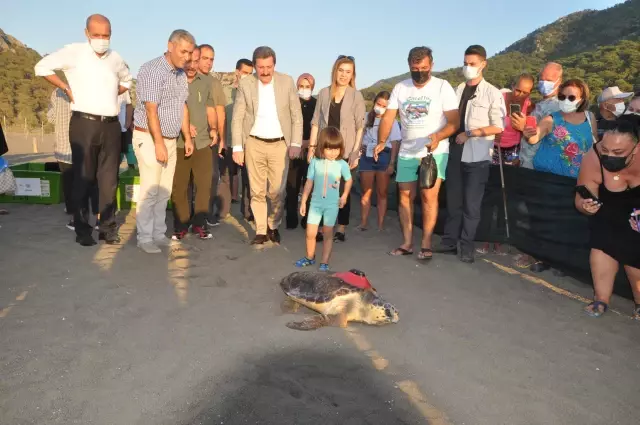 Uydu takip cihazı takılan 3 caretta caretta denize salındı