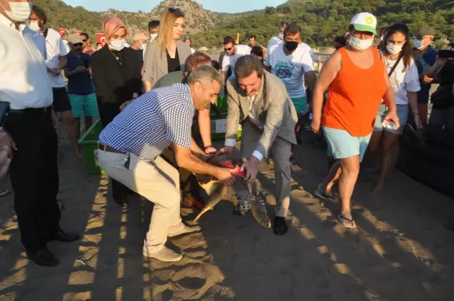 Uydu takip cihazı takılan 3 caretta caretta denize salındı