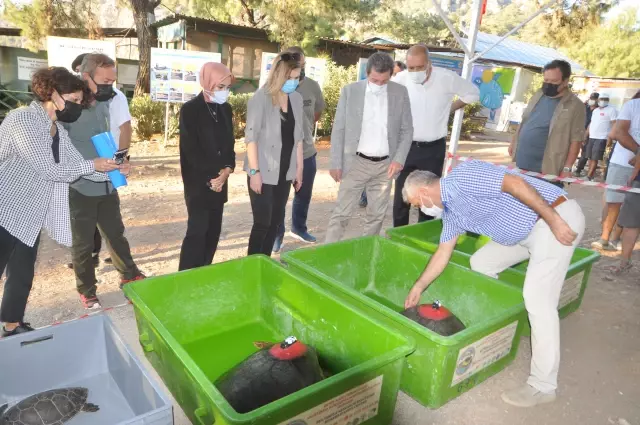 Uydu takip cihazı takılan 3 caretta caretta denize salındı