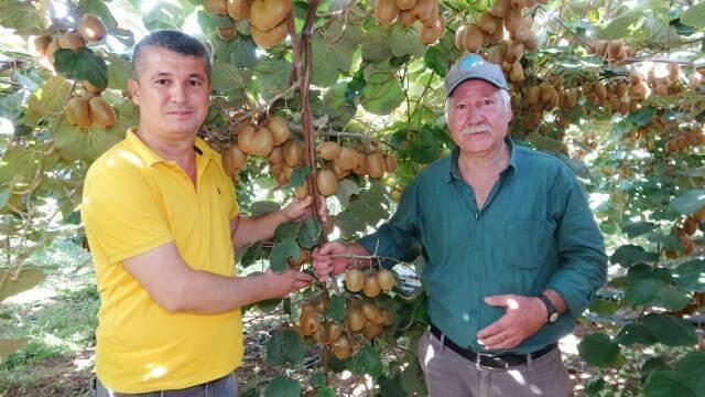 'Bu bölgede kivi yetişmez boşuna uğraşma' dediler ama o pes etmedi! Şimdi dünyaya ihraç ediyor
