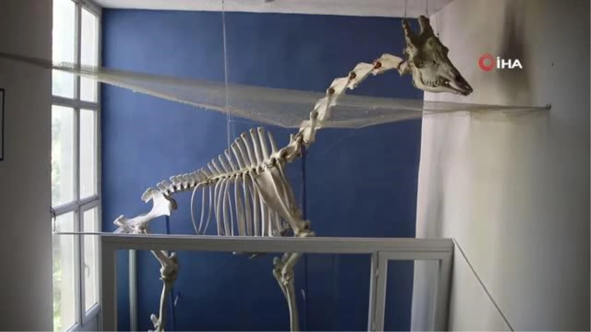 Elazığ'da 8 milyon yıllık hayvan fosilleri sergileniyor