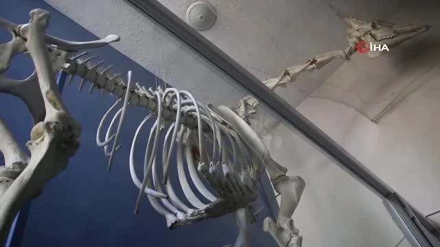 Elazığ'da 8 milyon yıllık hayvan fosilleri sergileniyor