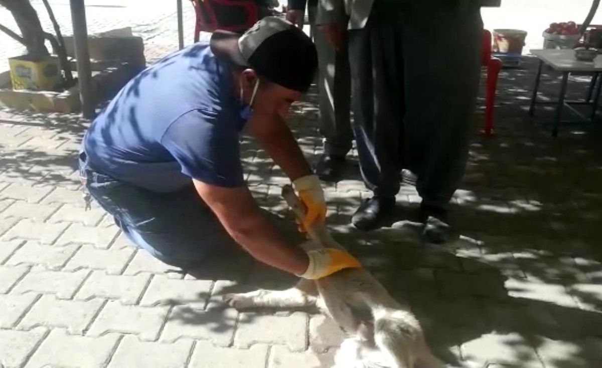 Otomobilin çarptığı yavru köpek kalp masajı ile hayata tutundu