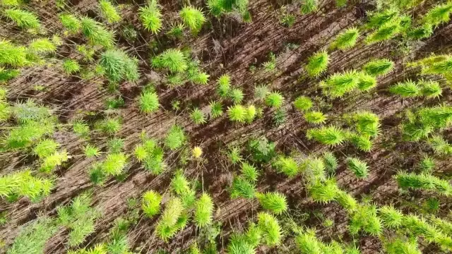 Uzunlukları 4,5 metreye ulaştı! Yerli ve ulusal kenevirler hasat için gün sayıyor