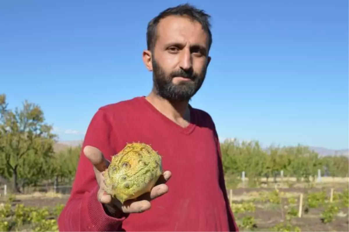 'Yetişmez' diyenlere inat bahçesinde Afrika kavunu yetiştirdi